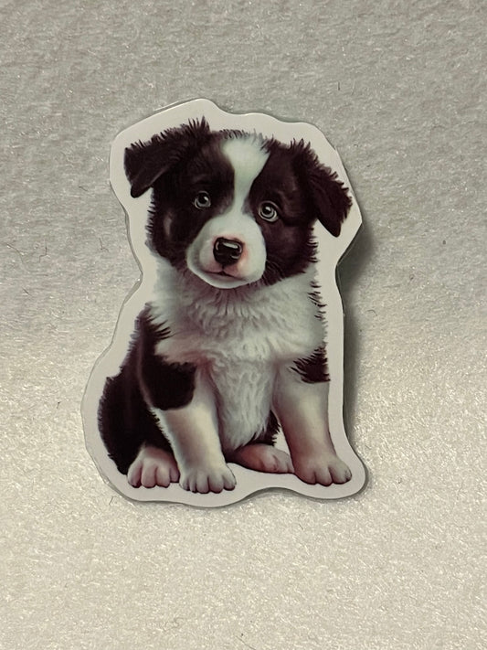 Border Collie